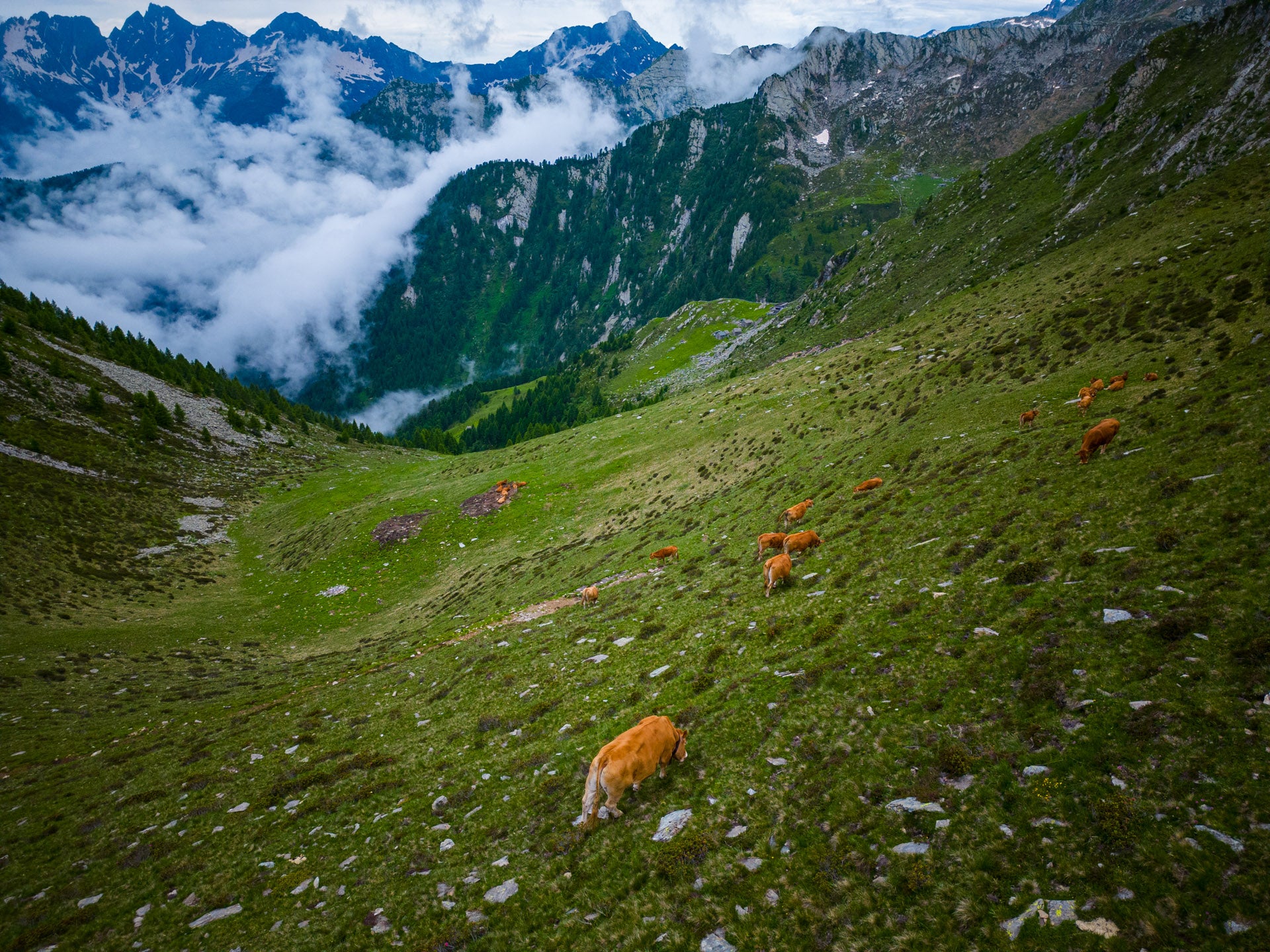 Le nostre mucche in Alpeggio sopra la Val Chiavenna