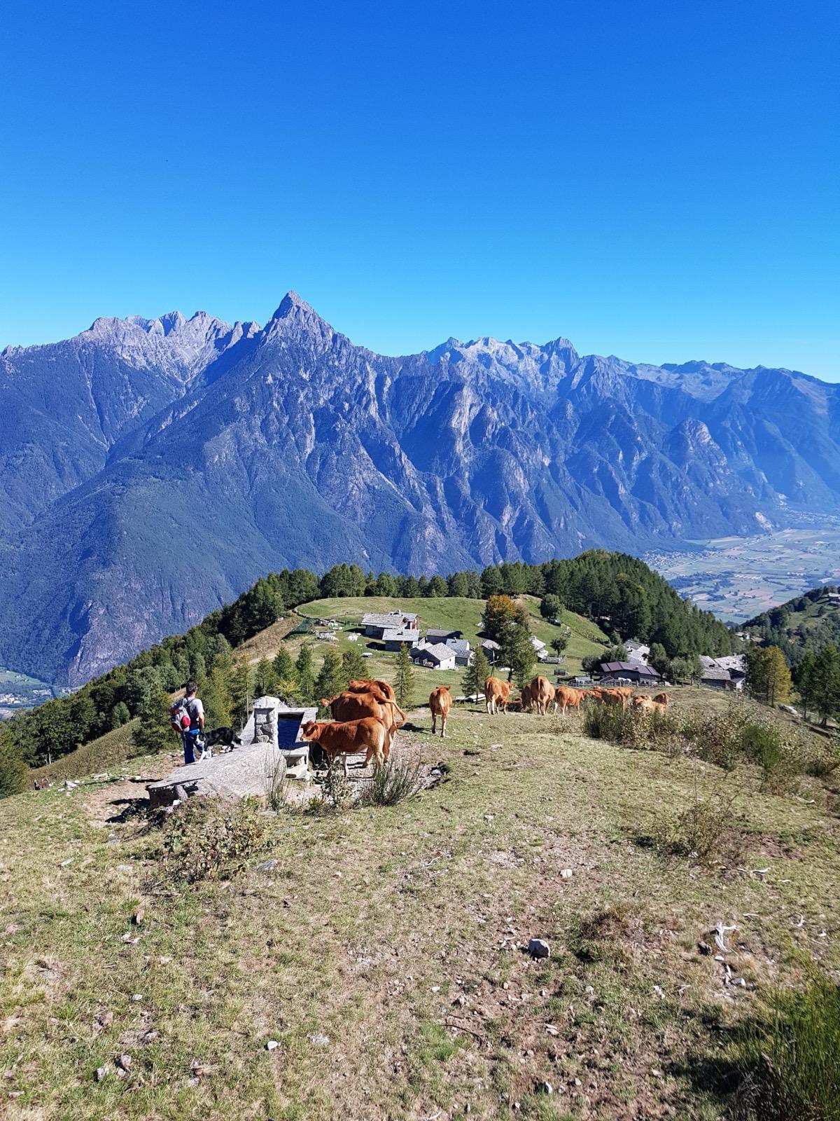 Allevamento tradizionale di carne Limousine al pascolo in Valchiavenna. Nella foto un momento della transumanza, il percorso che facciamo per portare le mucche al pascolo durante la stagione estiva.